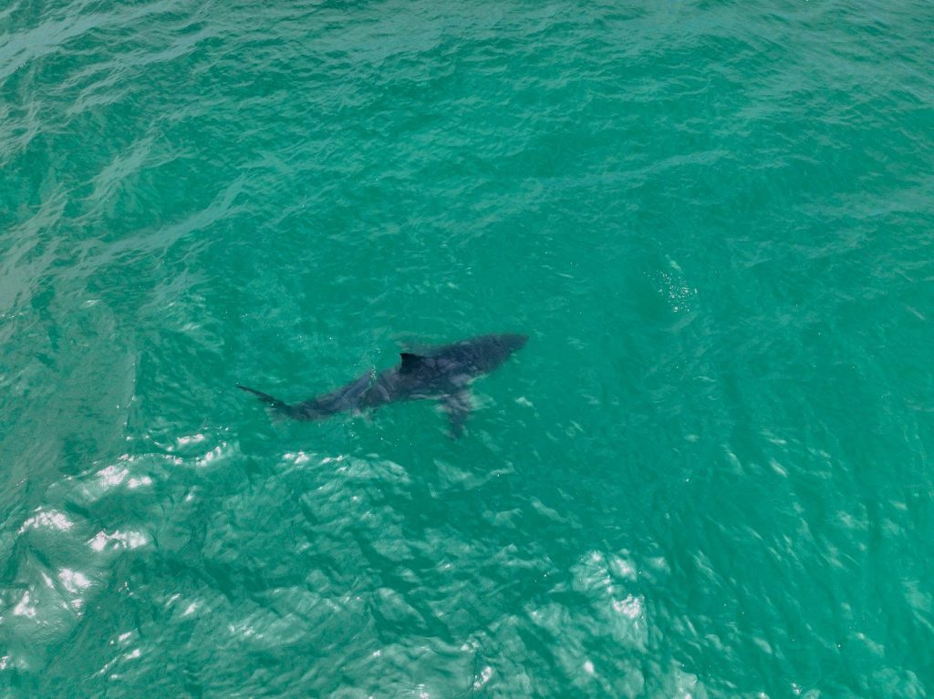 A shark swims in the clear turquoise ocean water