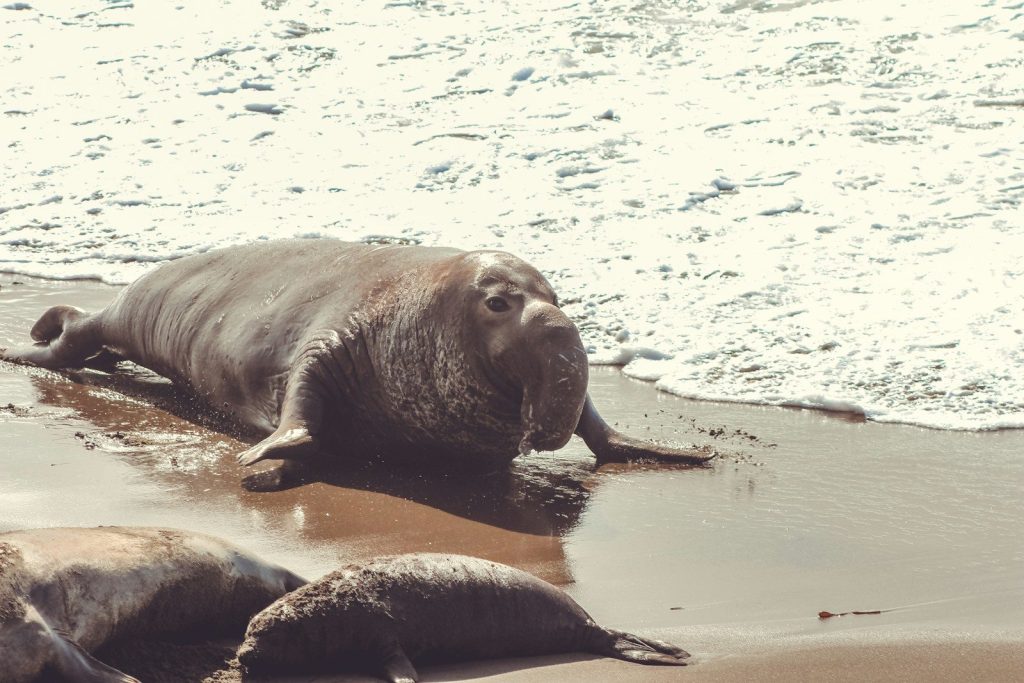seal on water during daytime