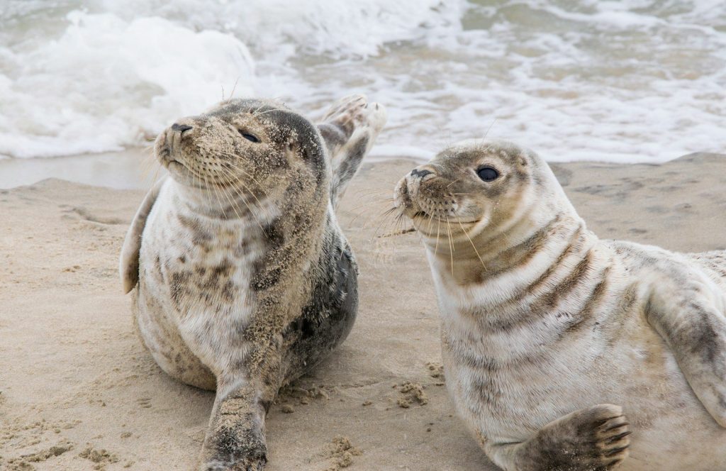 white and black seal on white sand beach during daytime