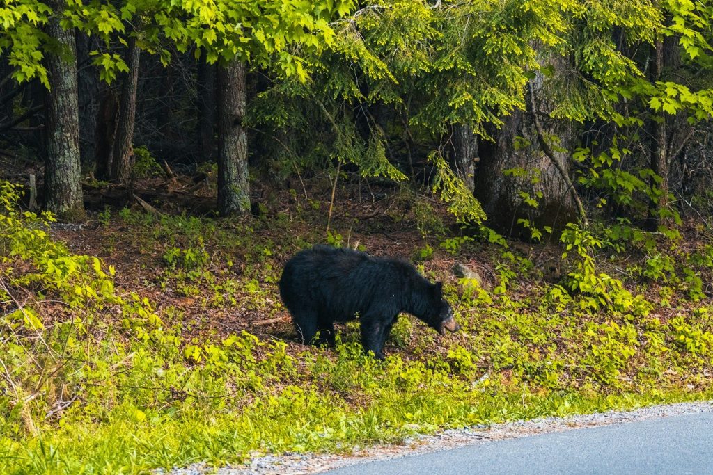 A black bear grazes near a forest edge.