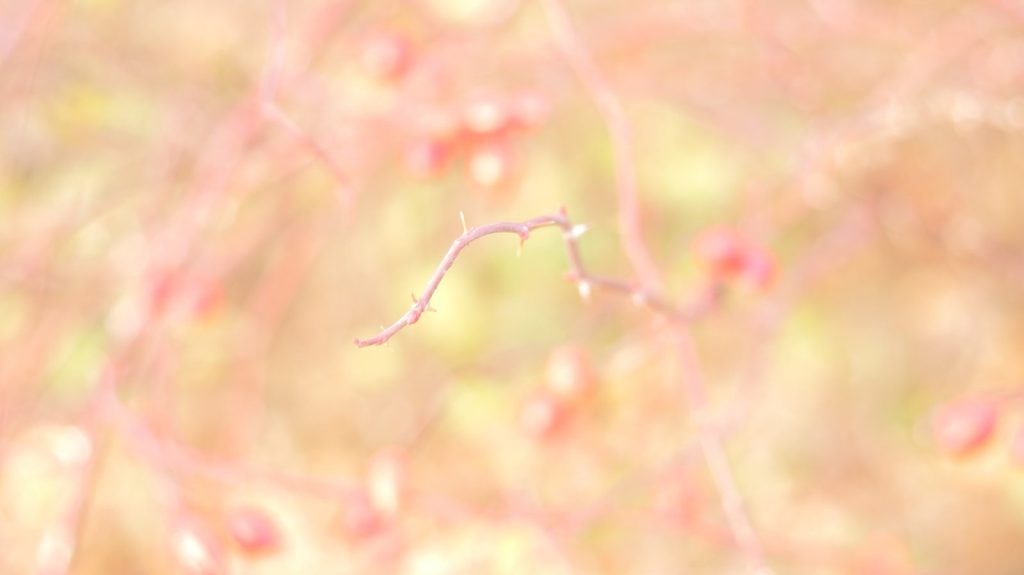 a blurry photo of a branch with red berries on it