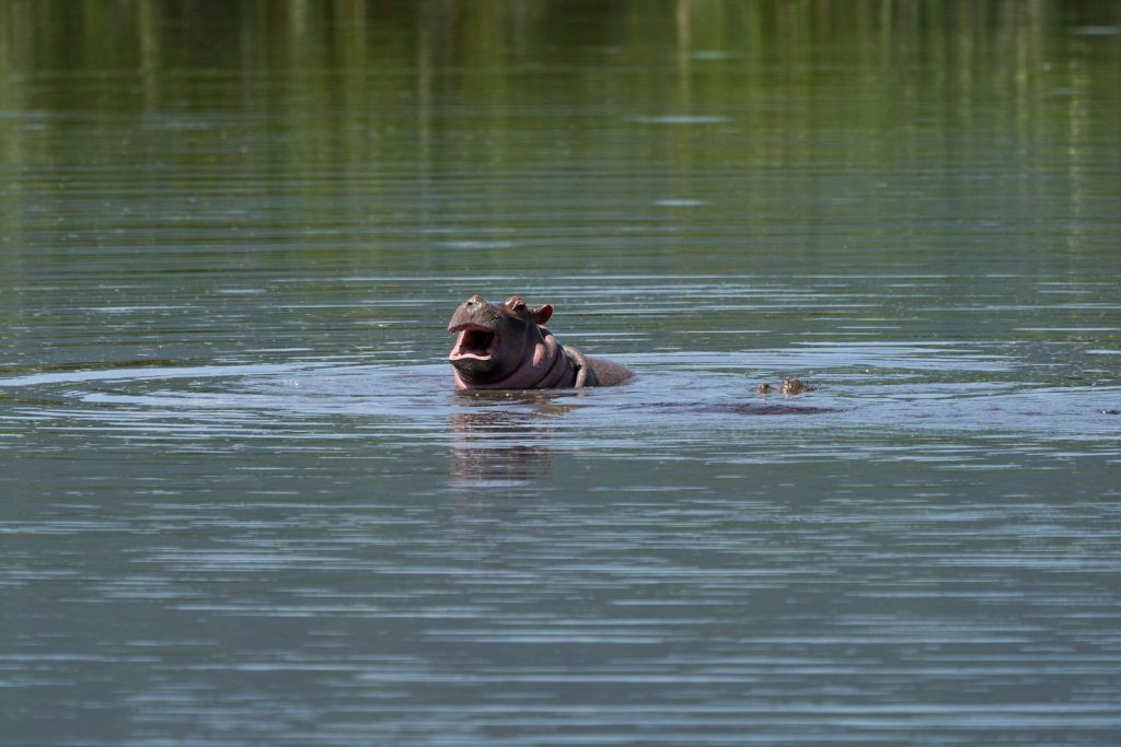 brown animal on water during daytime