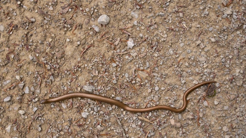 A small brown snake slithers on sandy ground