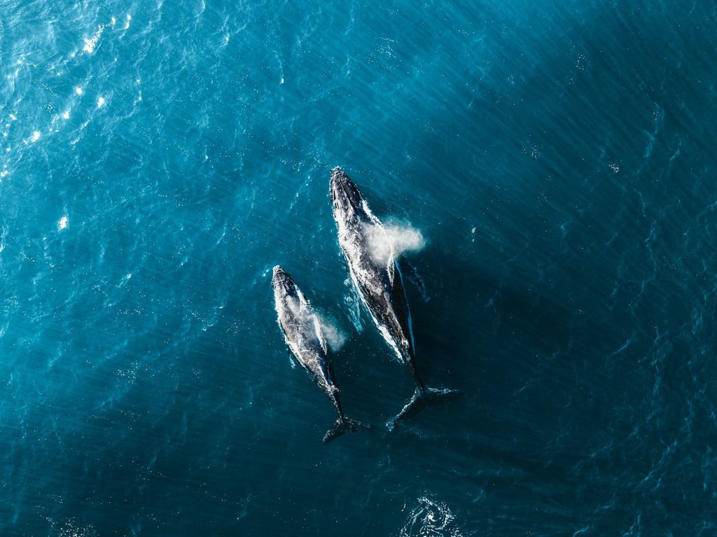 Two humpback whales swimming in the ocean