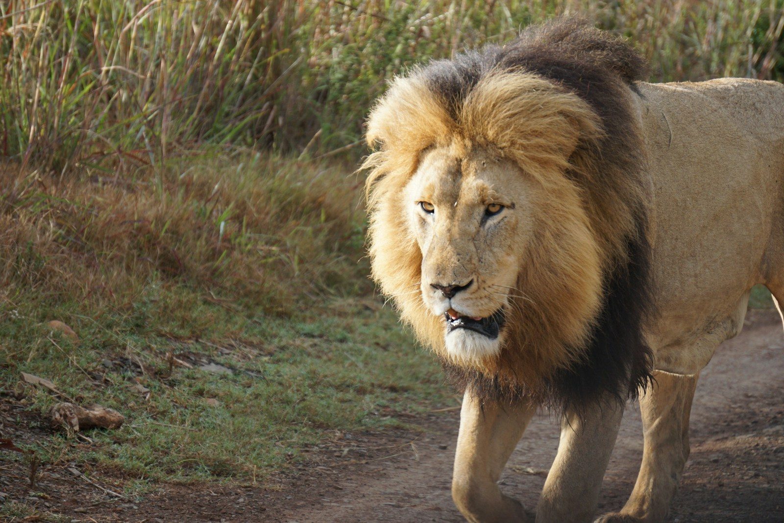 standing adult male Lion