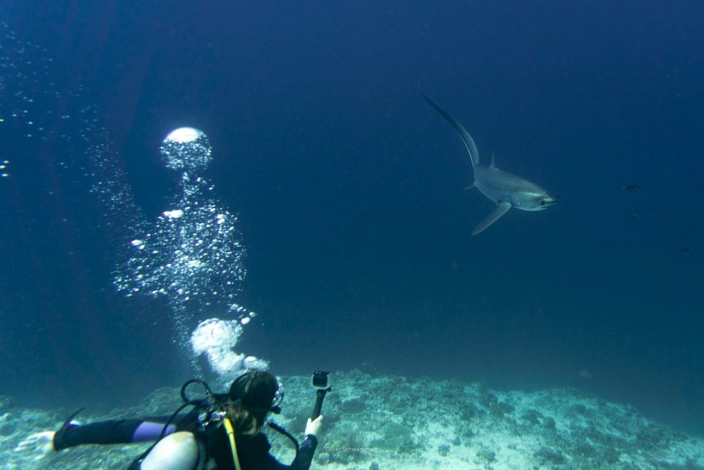 Scuba diver films a thresher shark swimming underwater