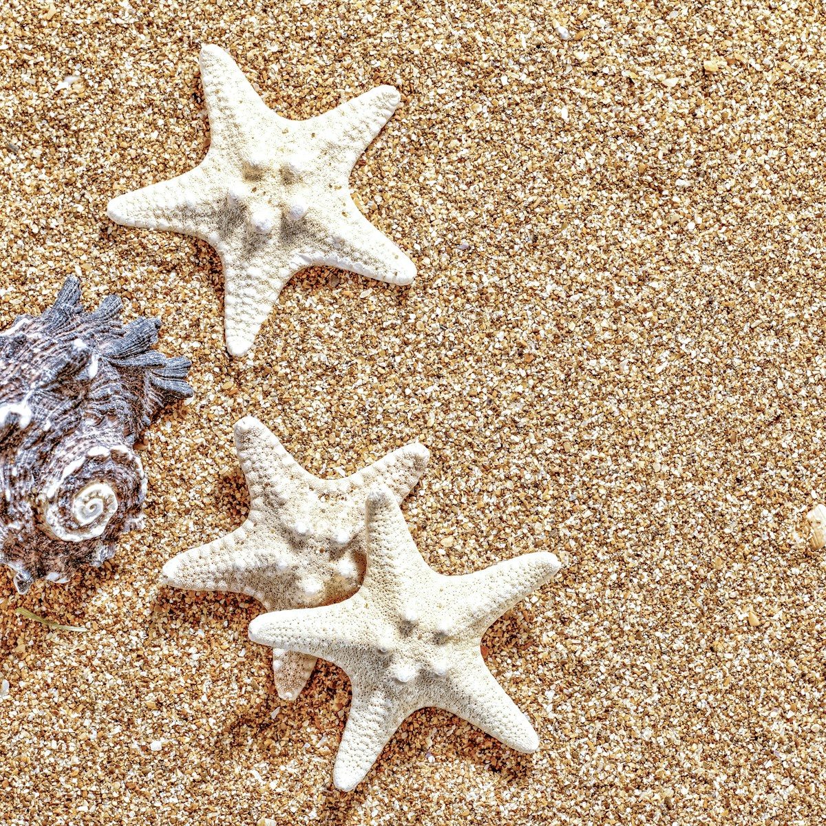 three starfishs and a sea urchin on a sandy beach