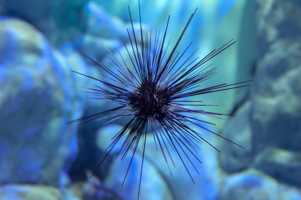 blue and white feather in close up photography