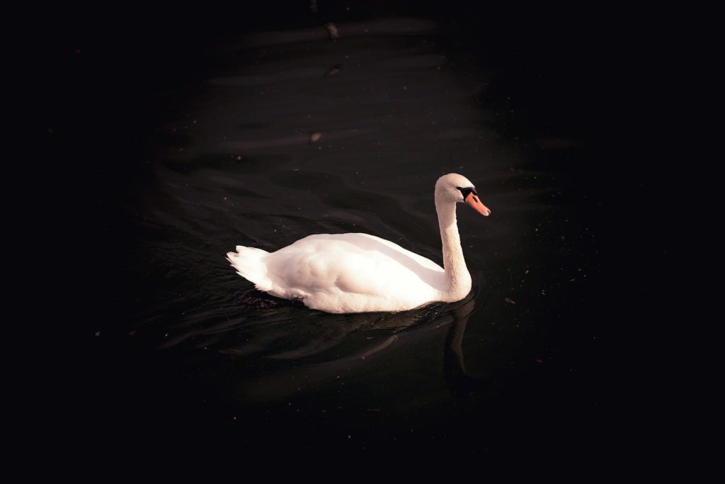 a white swan floating on top of a body of water