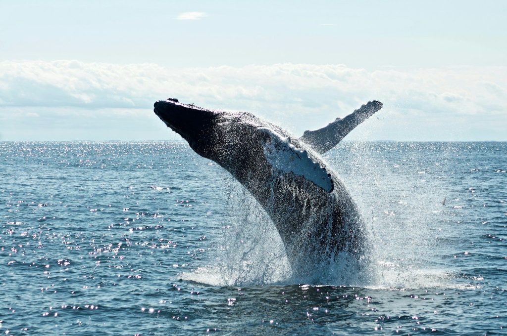 A humpback whale breaching the surface of the ocean with water splashing