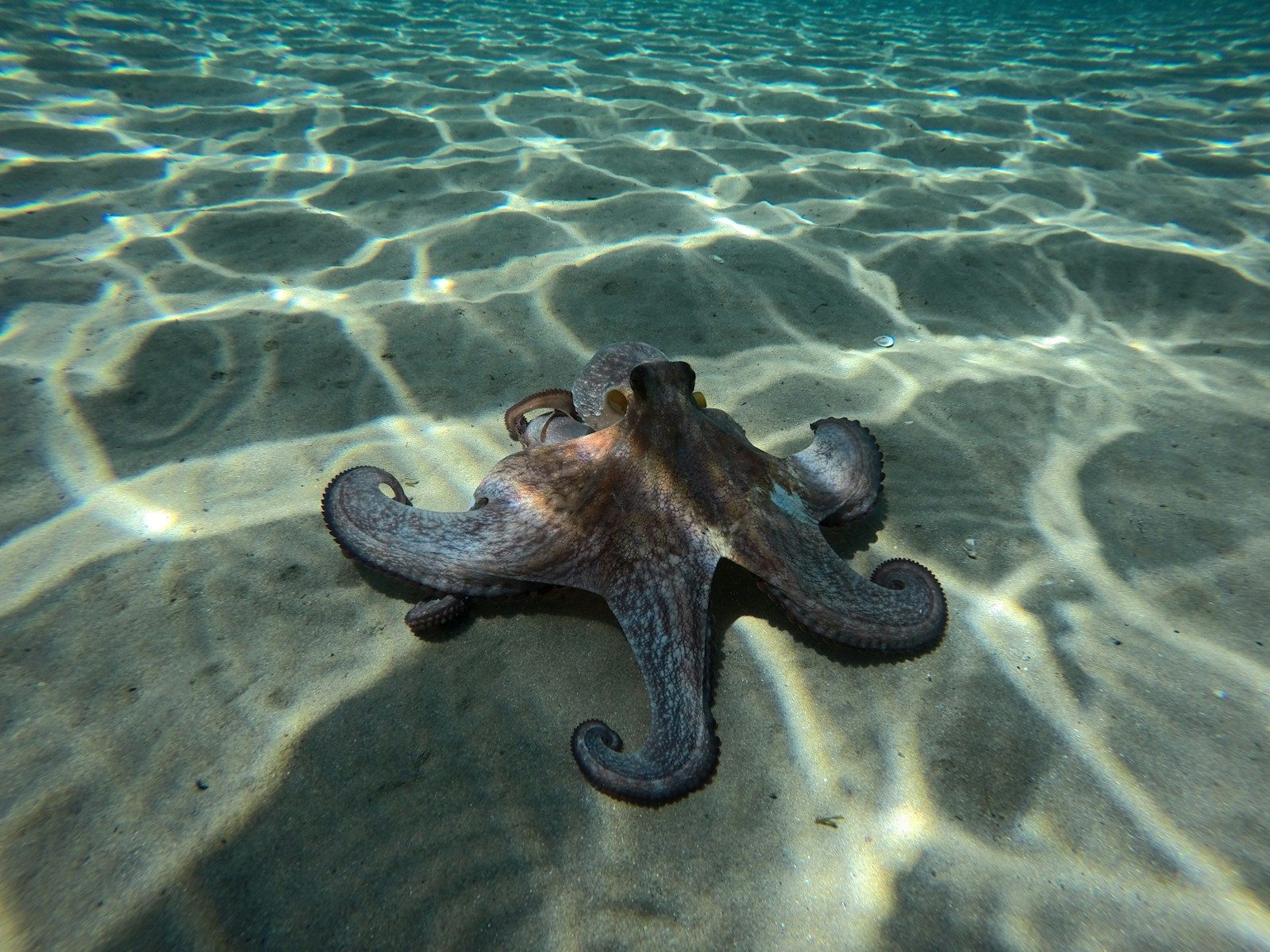 How an octopus uses ink to escape a predator