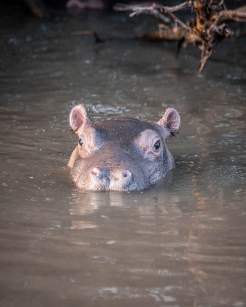 a hippopotamus swimming in a body of water