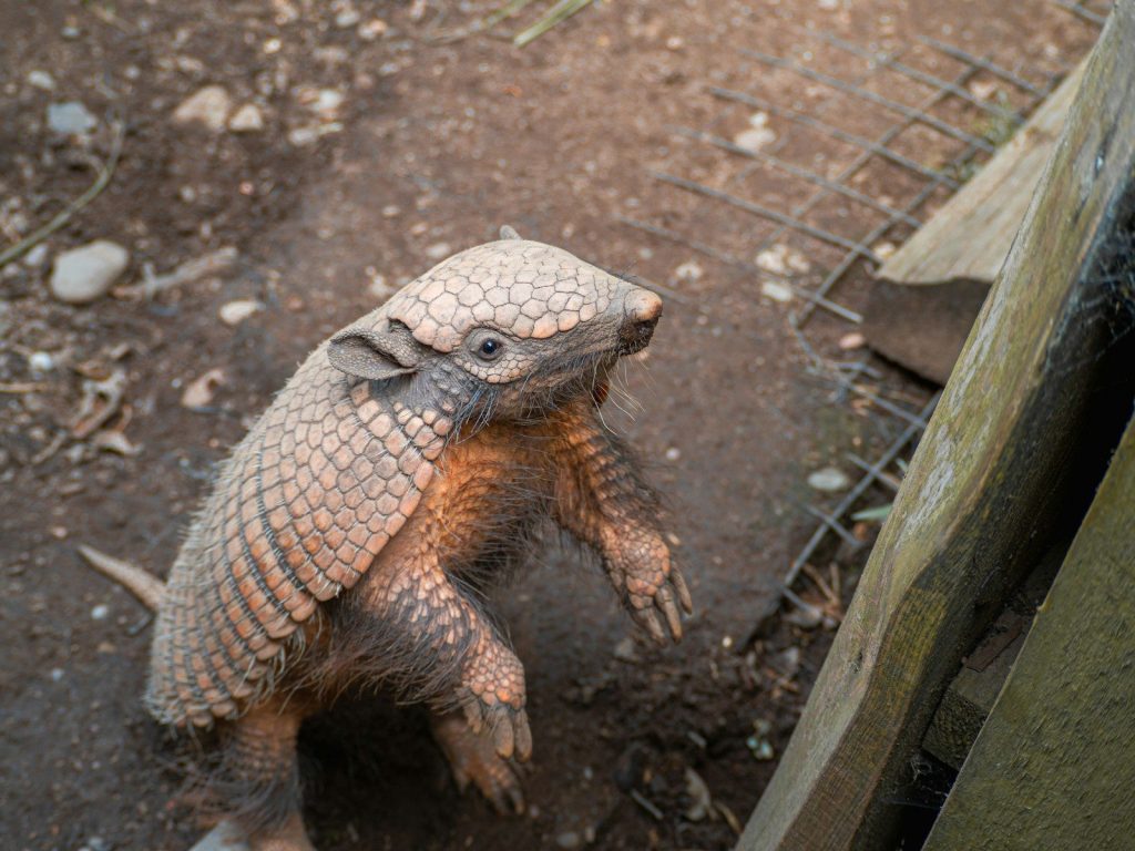 A baby armadile sitting on the ground next to a fence