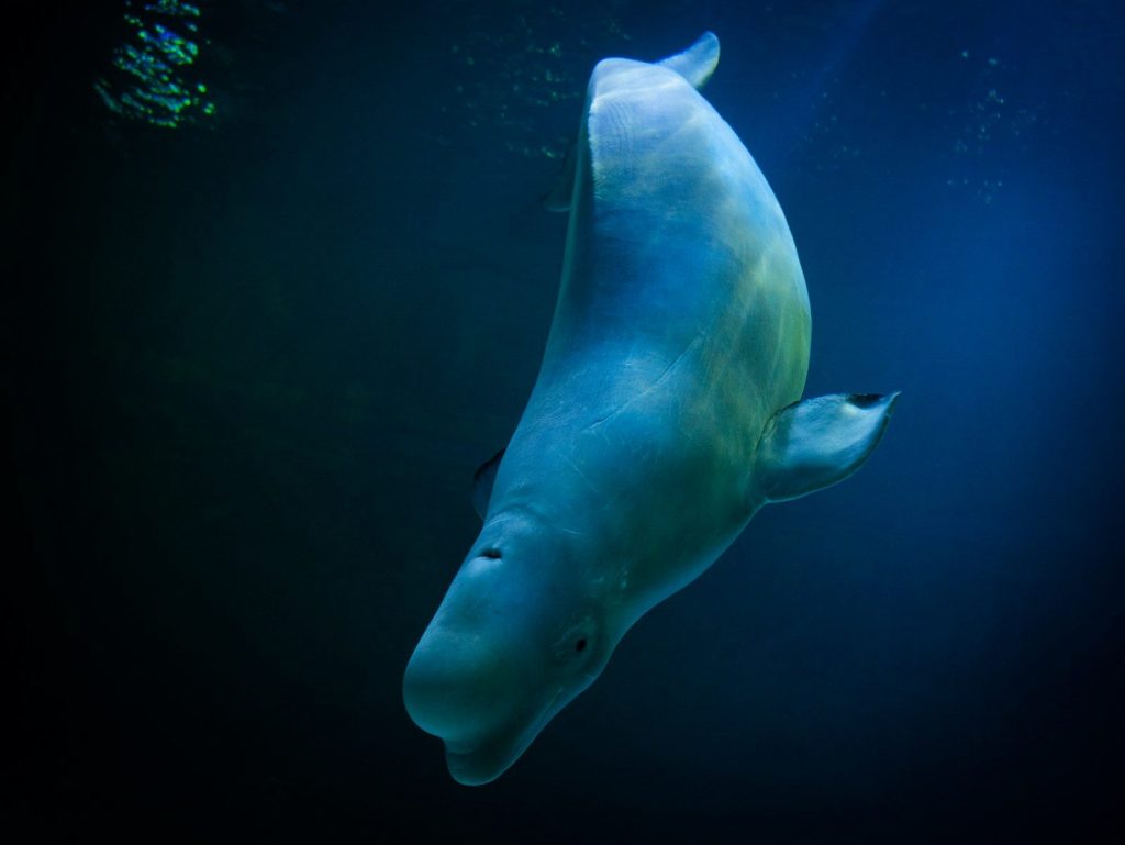 a large white fish floating in the water