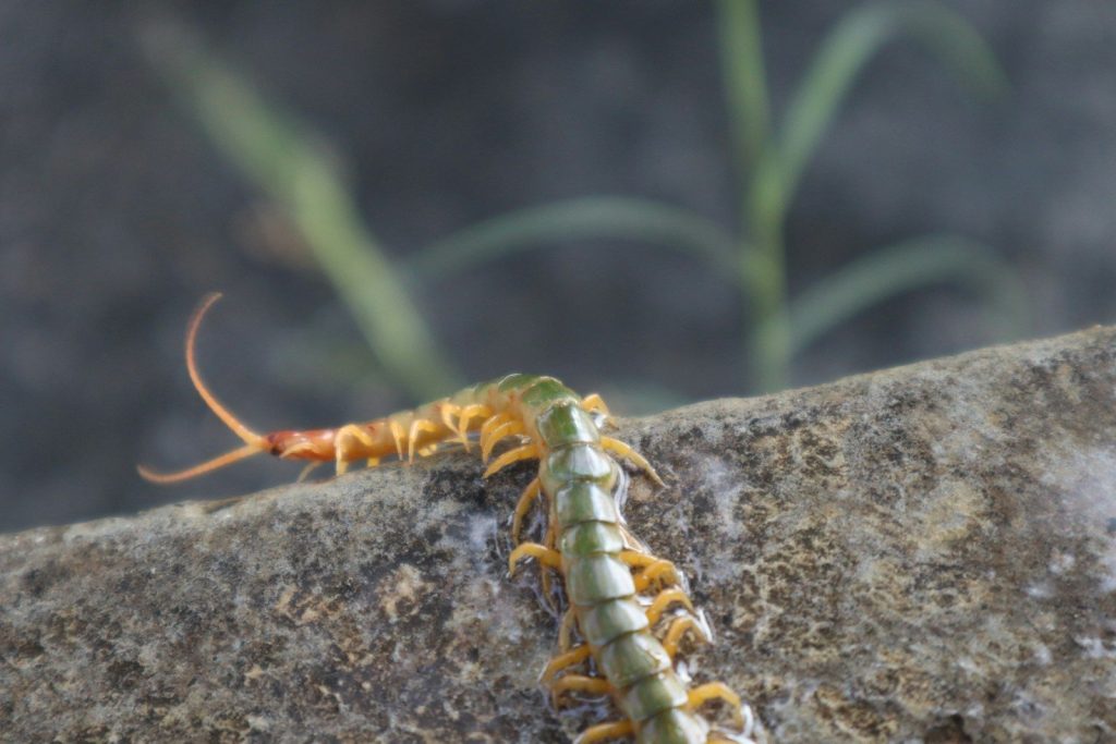 a close up of a caterpillar on a rock
