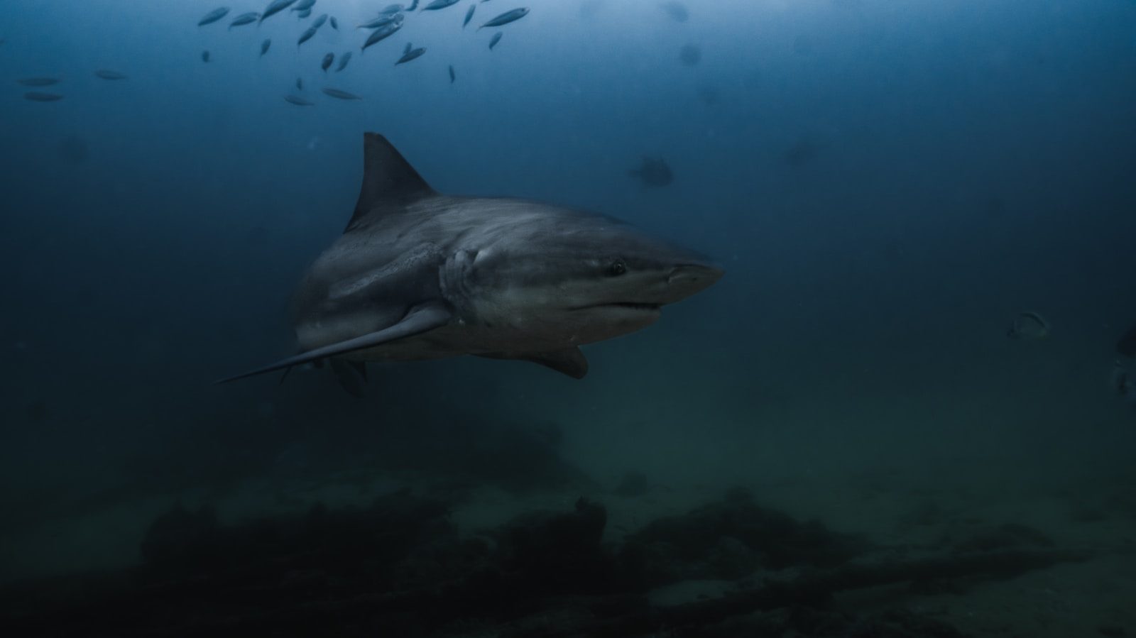 A shark swims through dark waters