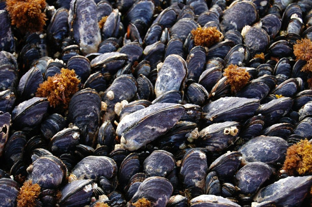 a bunch of mussels that are laying on the ground