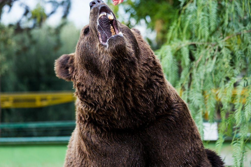 a large brown bear standing on its hind legs