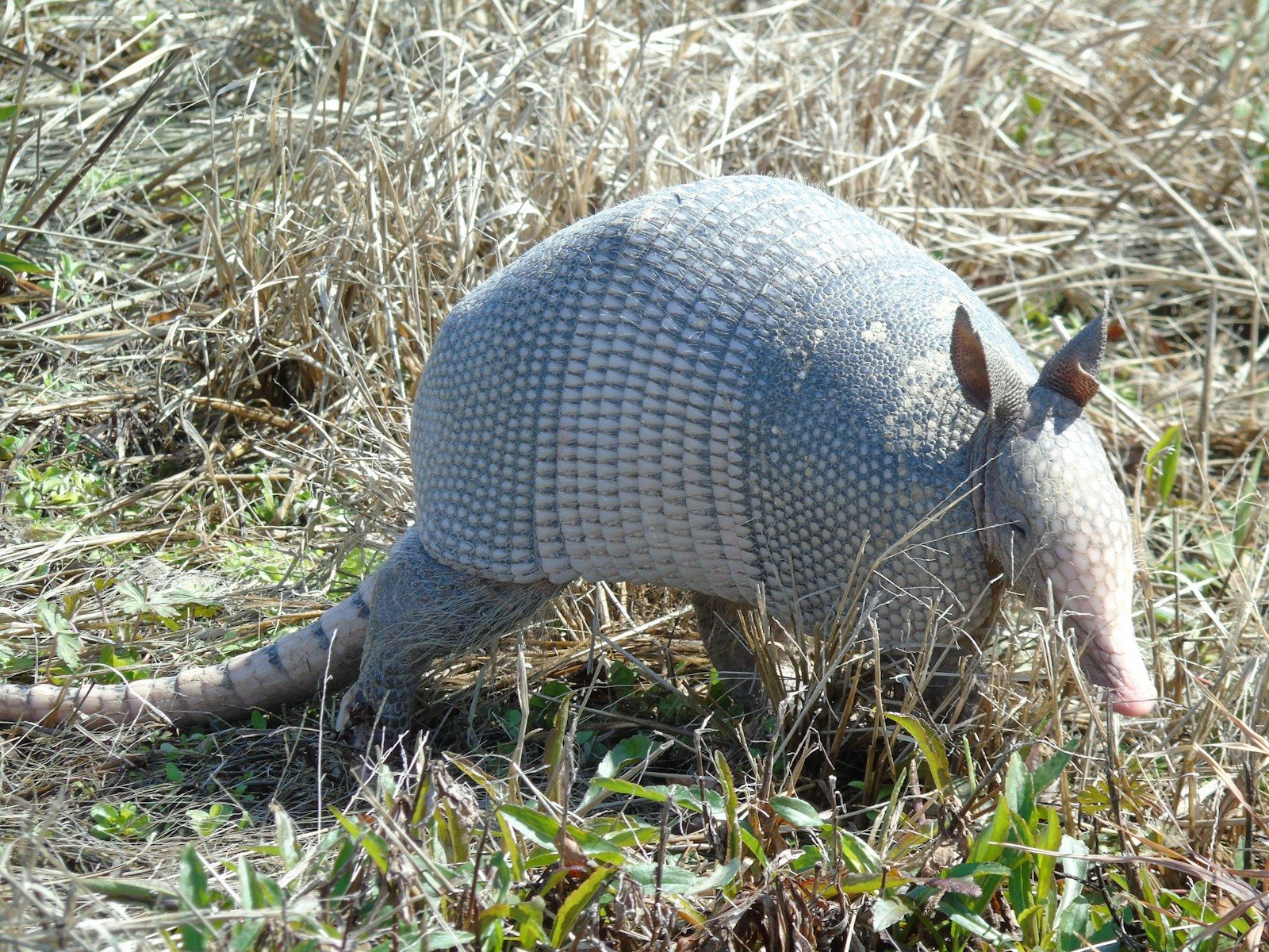 New pangolin species revealed by confiscated scales