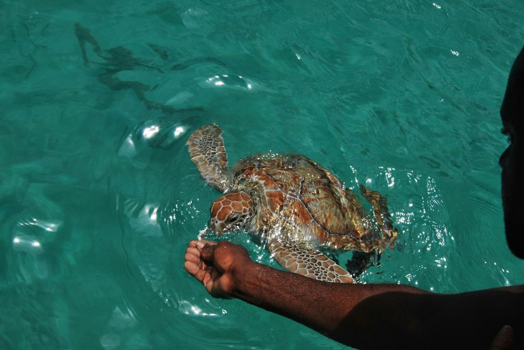 A person feeds a sea turtle in the ocean