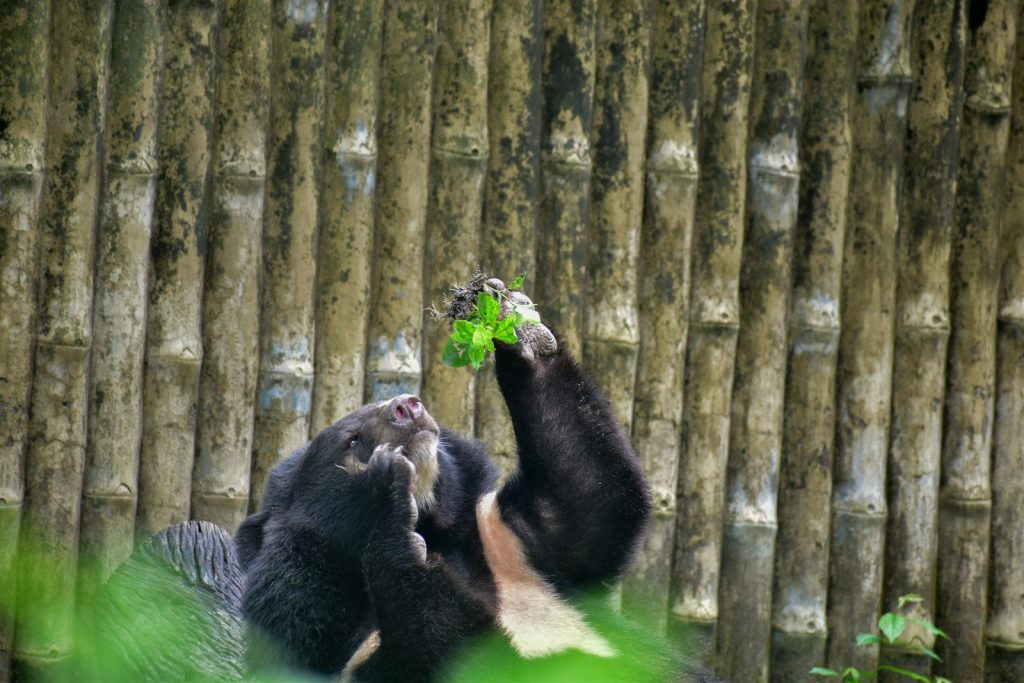 A black bear eats green leaves in front of bamboo
