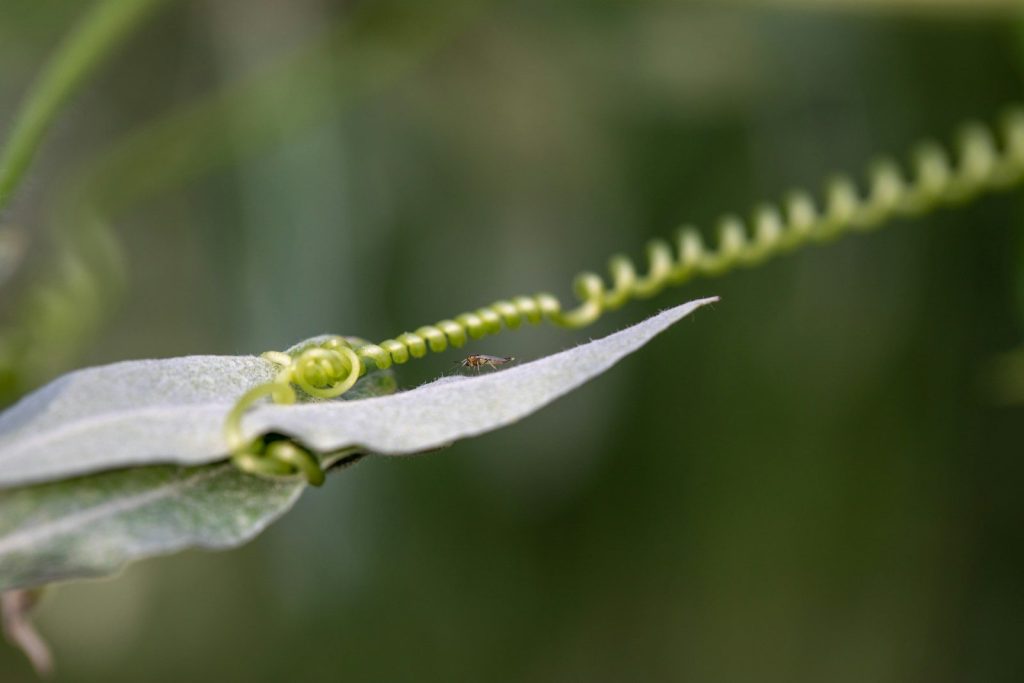 a green caterpillar crawling on a leaf