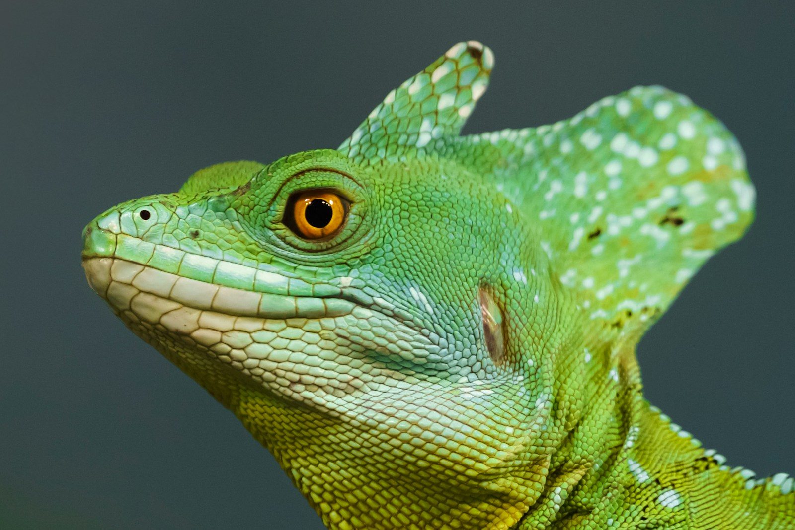 Jesus lizard races across water in just one second