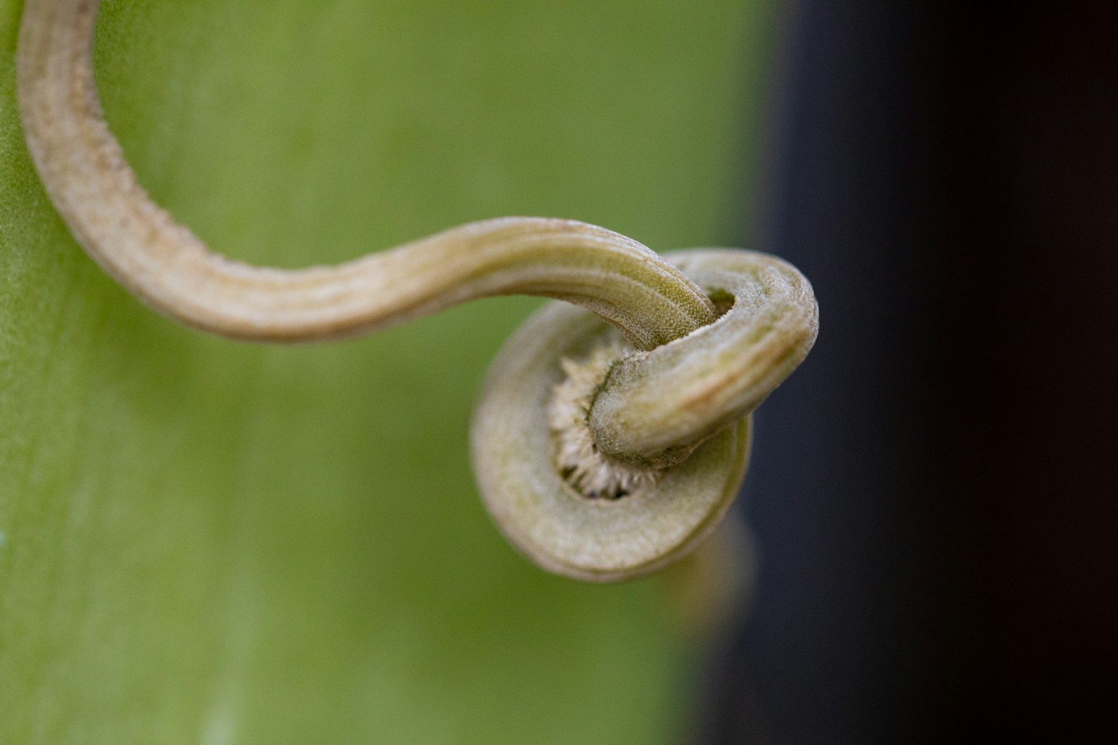 a close up of a plant with a worm on it