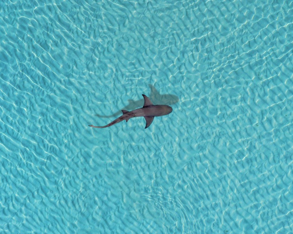 a shark swimming in a pool of water