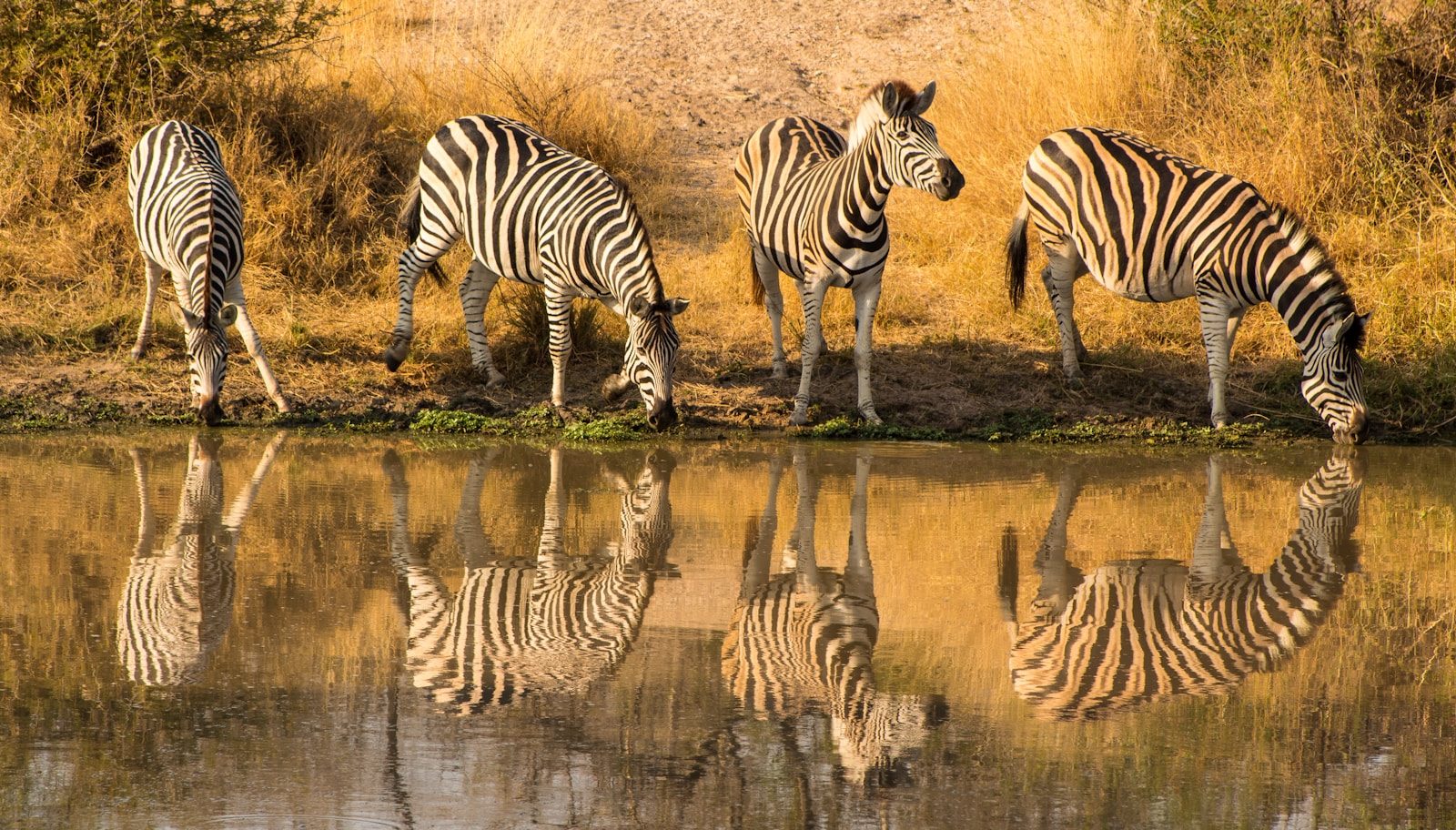 Why even lions have to be careful around zebras