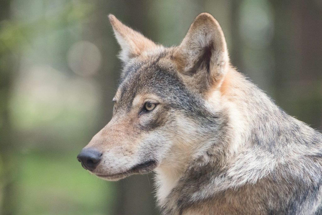 gray and tan wolf in profile