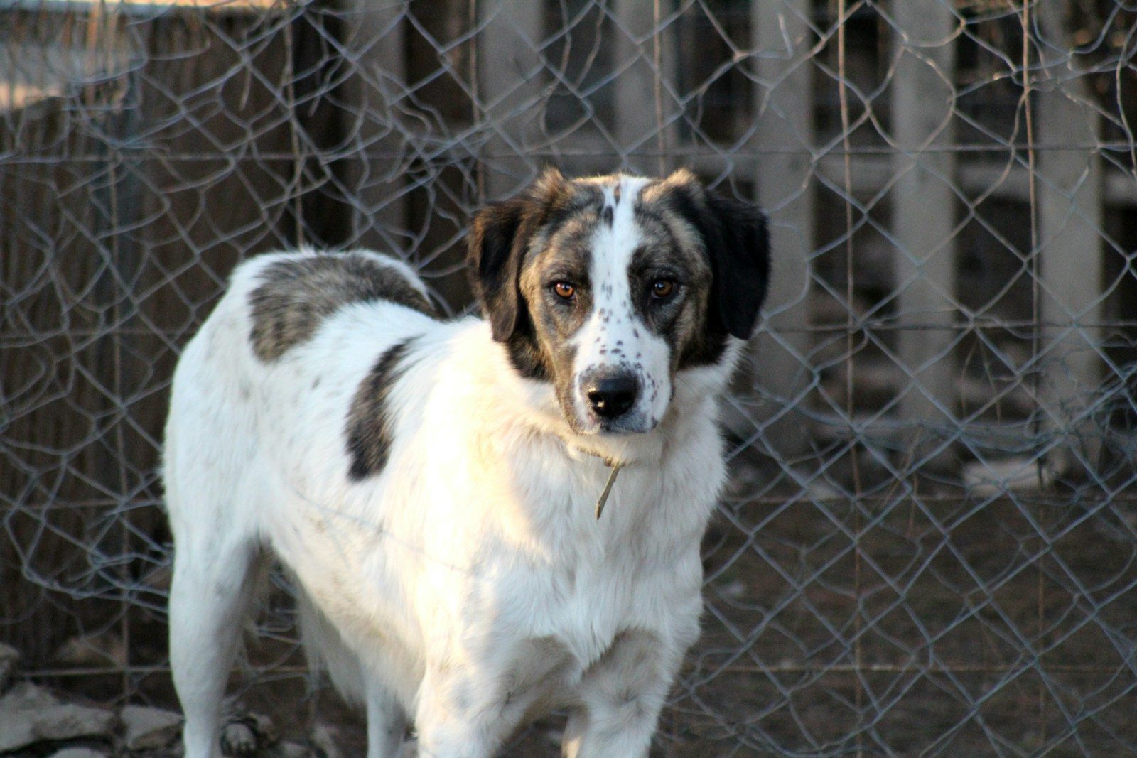 Sacramento shelter dogs get free park adventures