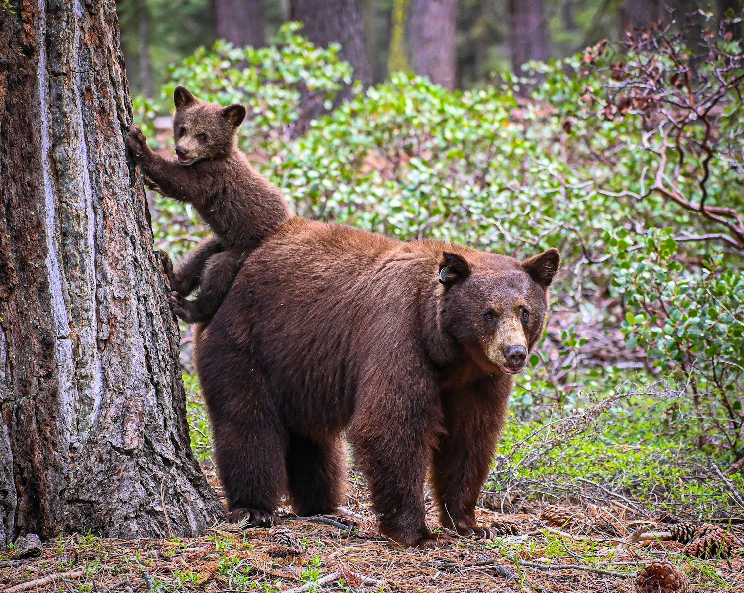 two brown bears standing next to each other in a forest