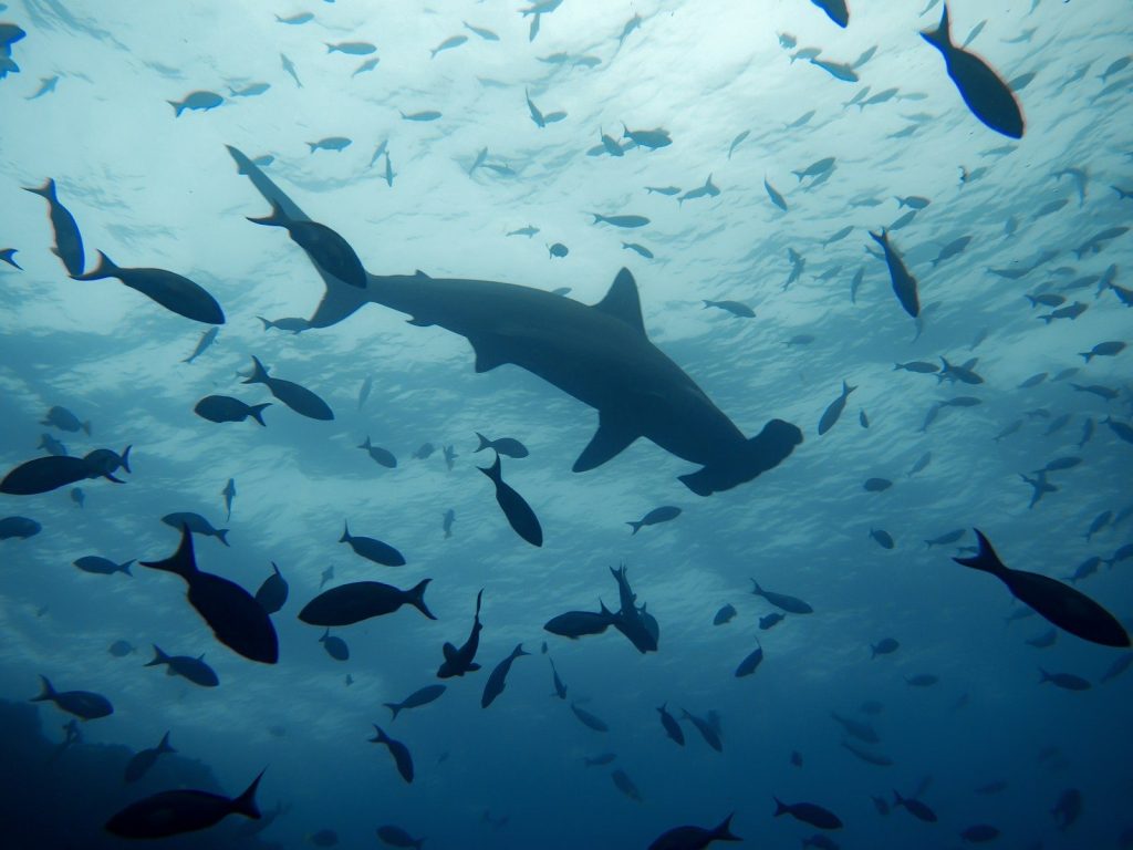 a large group of fish swimming in the ocean