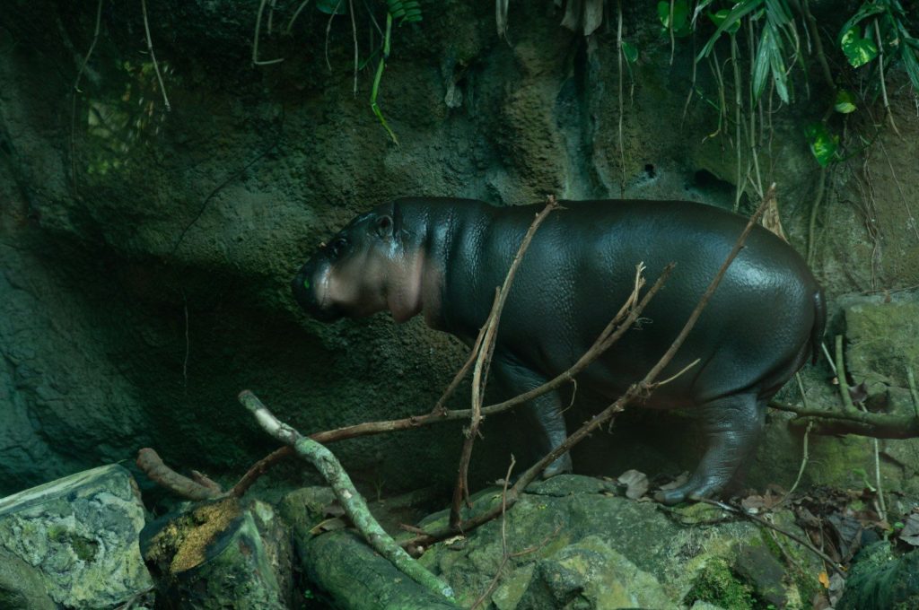 A pygmy hippopotamus walks through a rocky jungle environment.