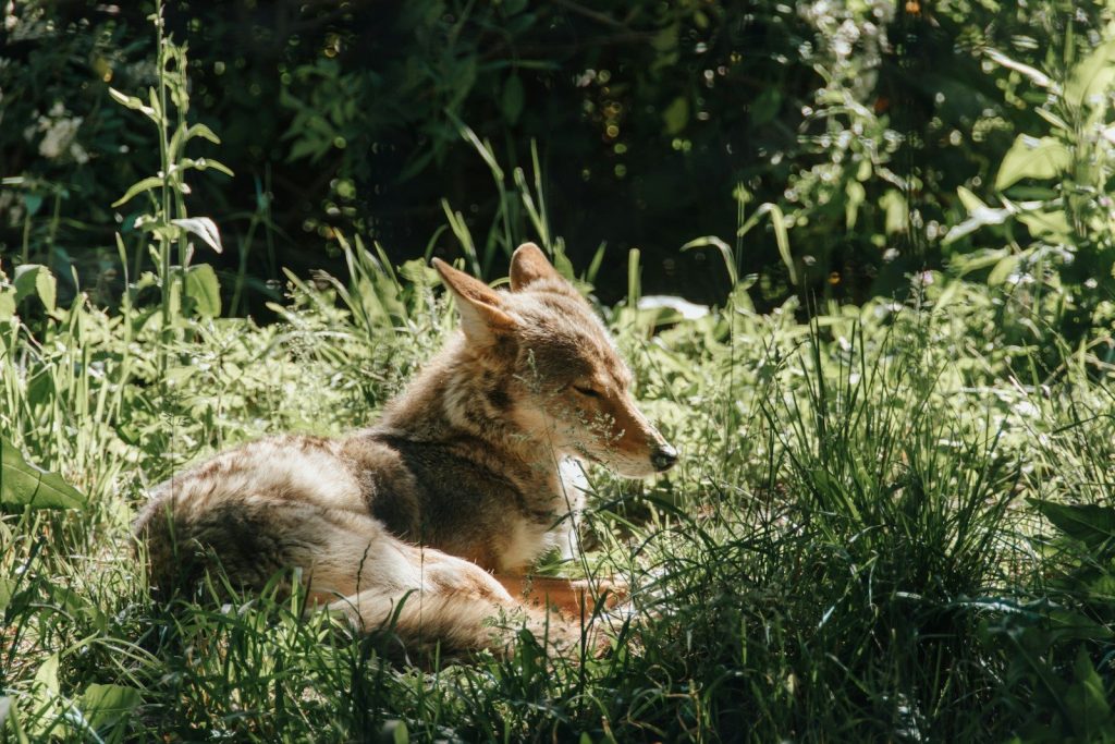 brown and black short coated dog lying on green grass during daytime