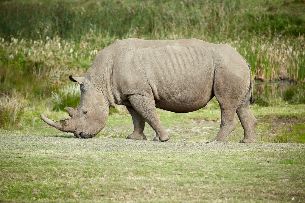 rhinocerus near grass