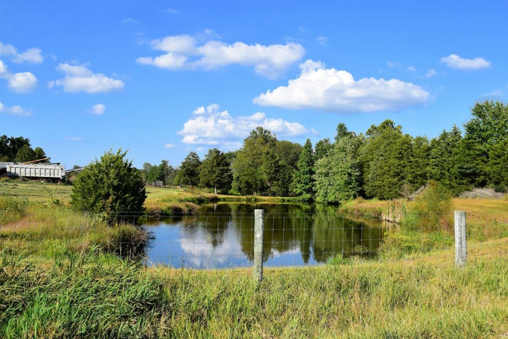 a pond in the middle of a grassy field